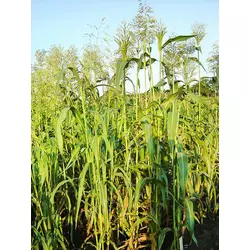 Насіння трава суданка 10 кг (біла) Fazenda