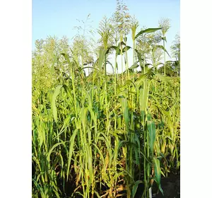 Насіння трави суданка 10 кг (золотиста) Fazenda