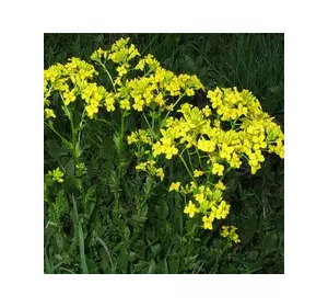 Насіння трави Гірчиця жовта 5 кг (на седерат)