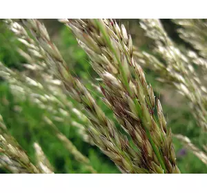 Насіння трави райграйс багаторічний 5кг, Fazenda