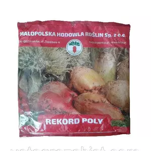 Насіння кормового буряка Насіння кормового буряка