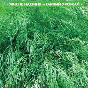 Насіння кропу Насіння кропу