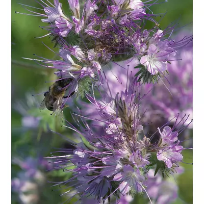 Насіння Трава фацелія медоносна 8кг Fazenda